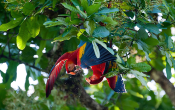 Rainforest & River Encounters- Puntarenas, Costa Rica